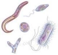 parasieten die in het menselijk lichaam leven