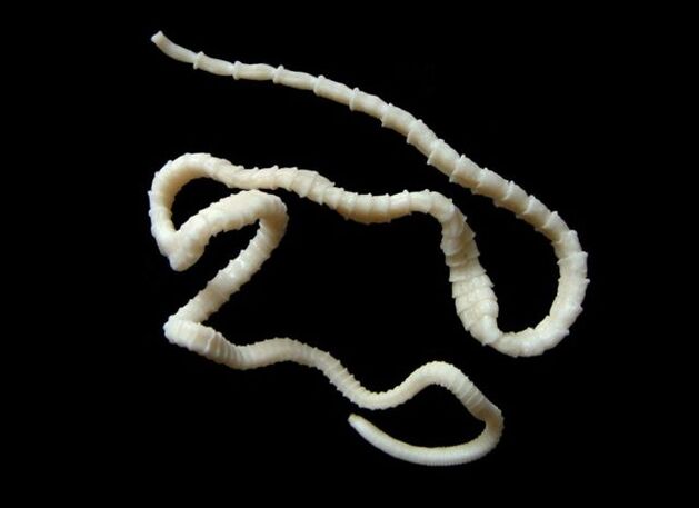 runderlintworm in het menselijk lichaam