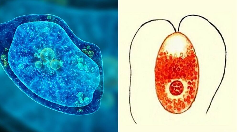 protozoaire parasieten dysenterische amoeben en malariaplasmodium