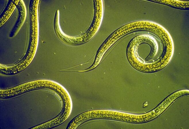 Geogelmintosis