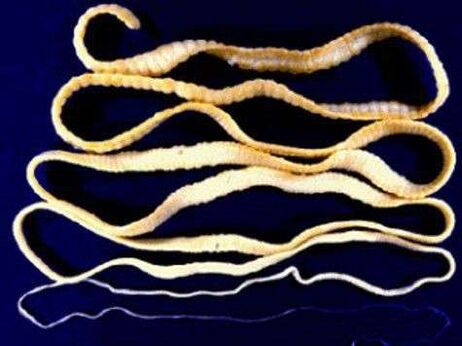 Lintworm