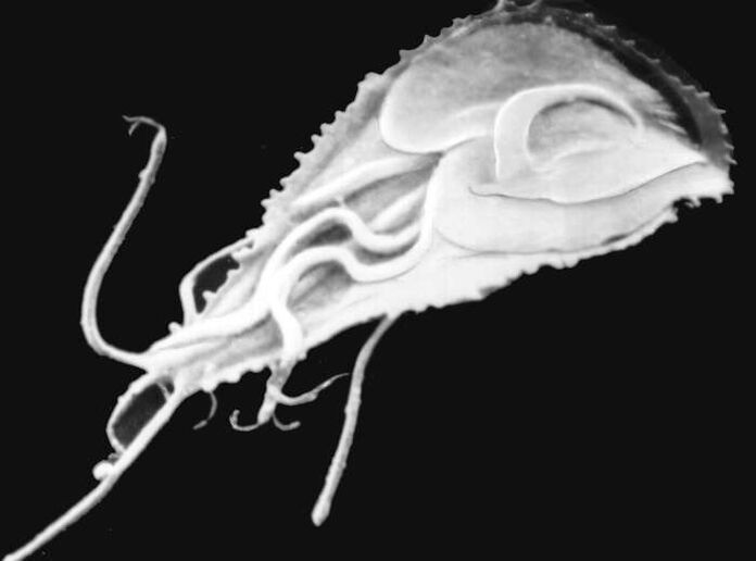 Malariaplasmodium